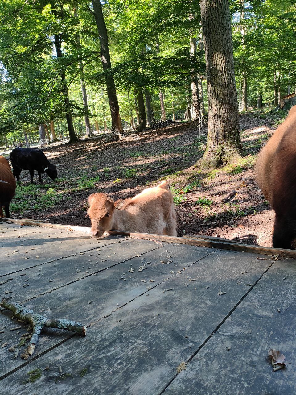 Wildpark_2c_11.jpg